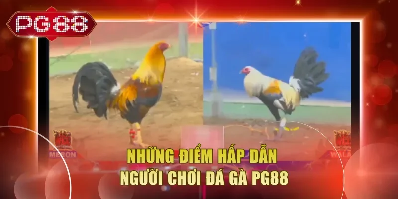 Những điểm hấp dẫn người chơi đá gà PG88